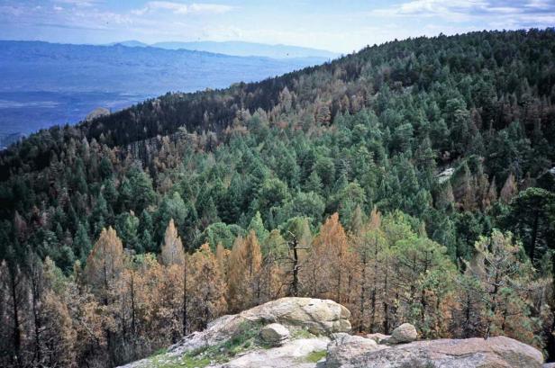 Extensive view over forest to Pinaleno Mtns. on the far horizon.